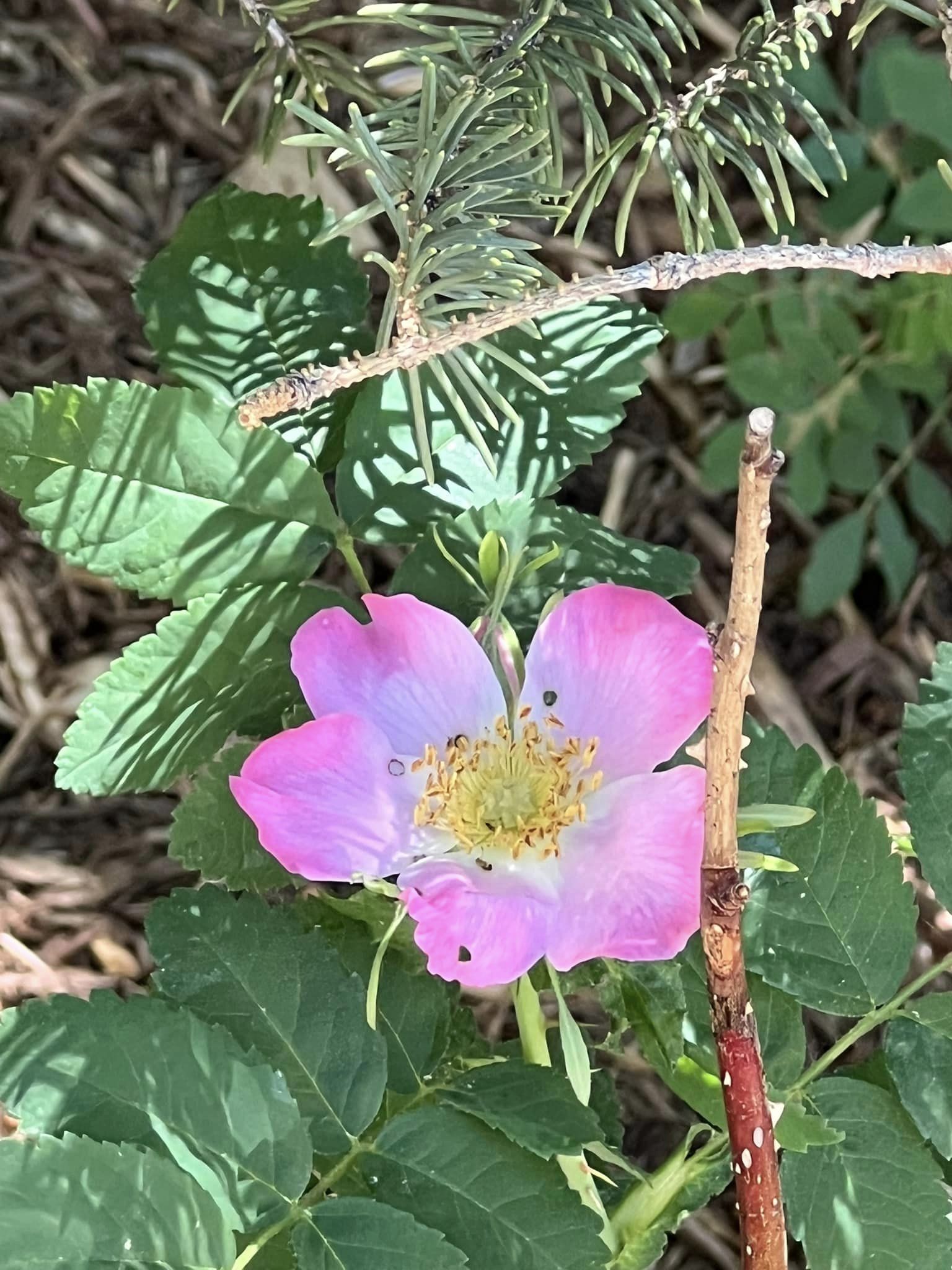 Purple Dog-Rose